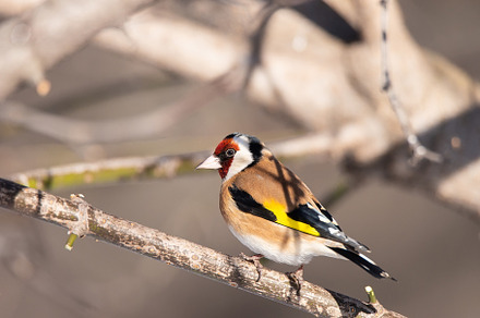 Goldfinch, Carduelis carduelis, perc, an Animal Photo by AlexBush