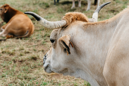 Herd of cows grazing on the meadow in Asturias, an Animal Photo by Architect´s eye