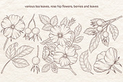 Tea Time With Rose Hip Vector, a Decorative Illustration by Milla_Zelenyuk_art (Thumbnail 3 of 5)