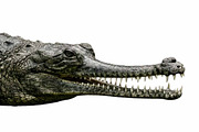 crocodile head with sharp teeth, an Animal Photo by VetalStock (Thumbnail 1 of 2)