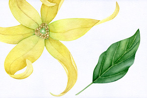 SALE. Ylang. Watercolor Collection