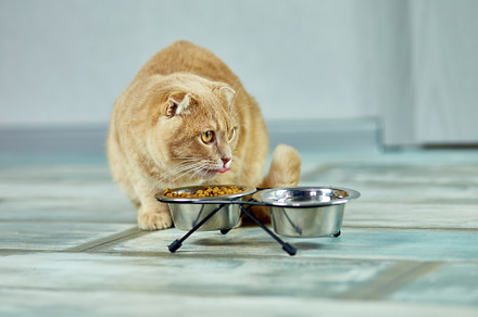 Adorable cat eating dry crunch food, an Animal Photo by IlliaBondarPhotography