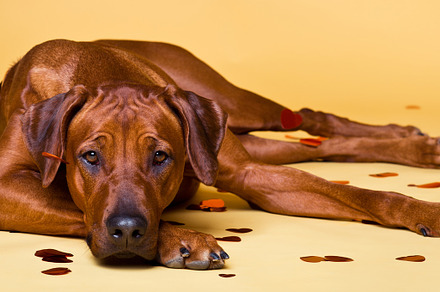 Rhodesian ridgeback dog strewed with paper hearts confetti stock photo, an Animal Photo by olgakhazai