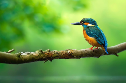 A colorful kingfisher stands on a tr, a Photo by Tanuart
