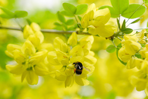 Fluffy bumblebee with pollen on leg gathering nectar from laburnum flowers. Mac, a Nature Photo by Rohan Photography