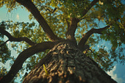98 Trees view from below, a Nature Photo by Handmadefont (Thumbnail 52 of 98)