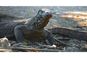 Komodo dragon resting in Komodo, an Animal Photo by Goinyk
