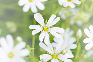 Wild white flowers and green grass, a Nature Photo by Vapi