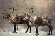Reindeer PNG Overlays, an Object Graphic by Wild Honey Design Co. (Thumbnail 5 of 7)