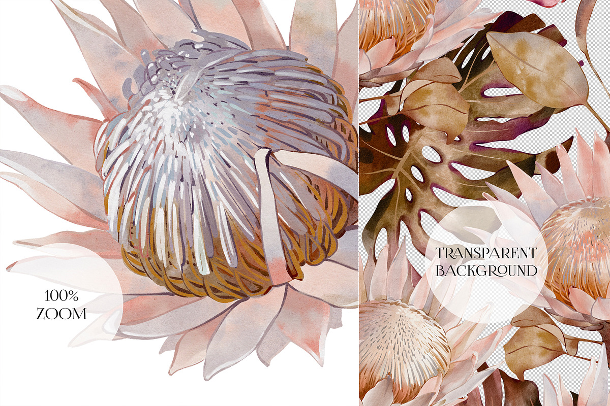 Protea Watercolor Floral Pattern, a Graphic by PROTEA Watercolor Studio (Photo 6 of 10)