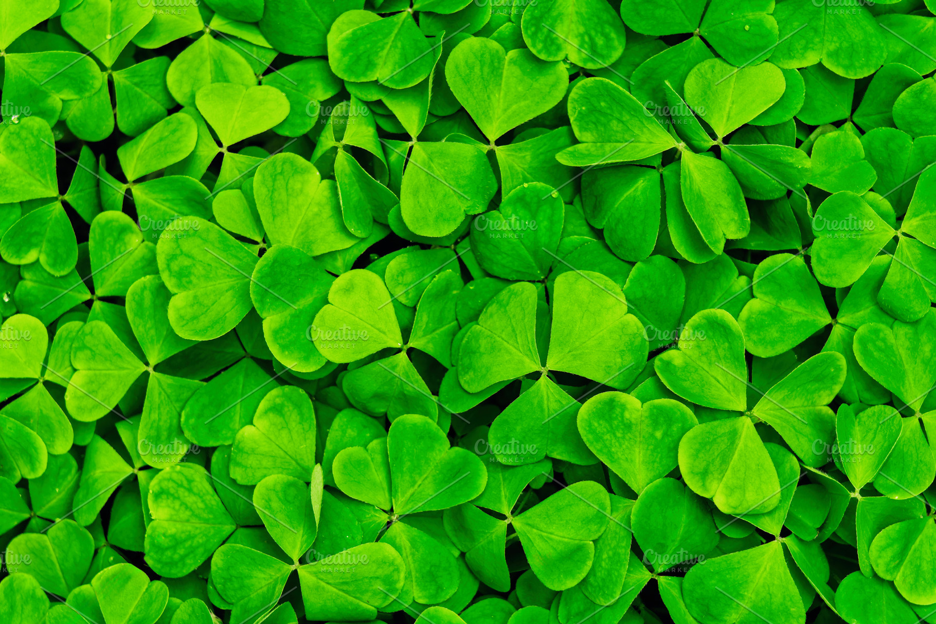Green clover leaves illuminated by bright sunlight. Fresh shamrock foliage back, a Nature Photo by Eugene_Photo