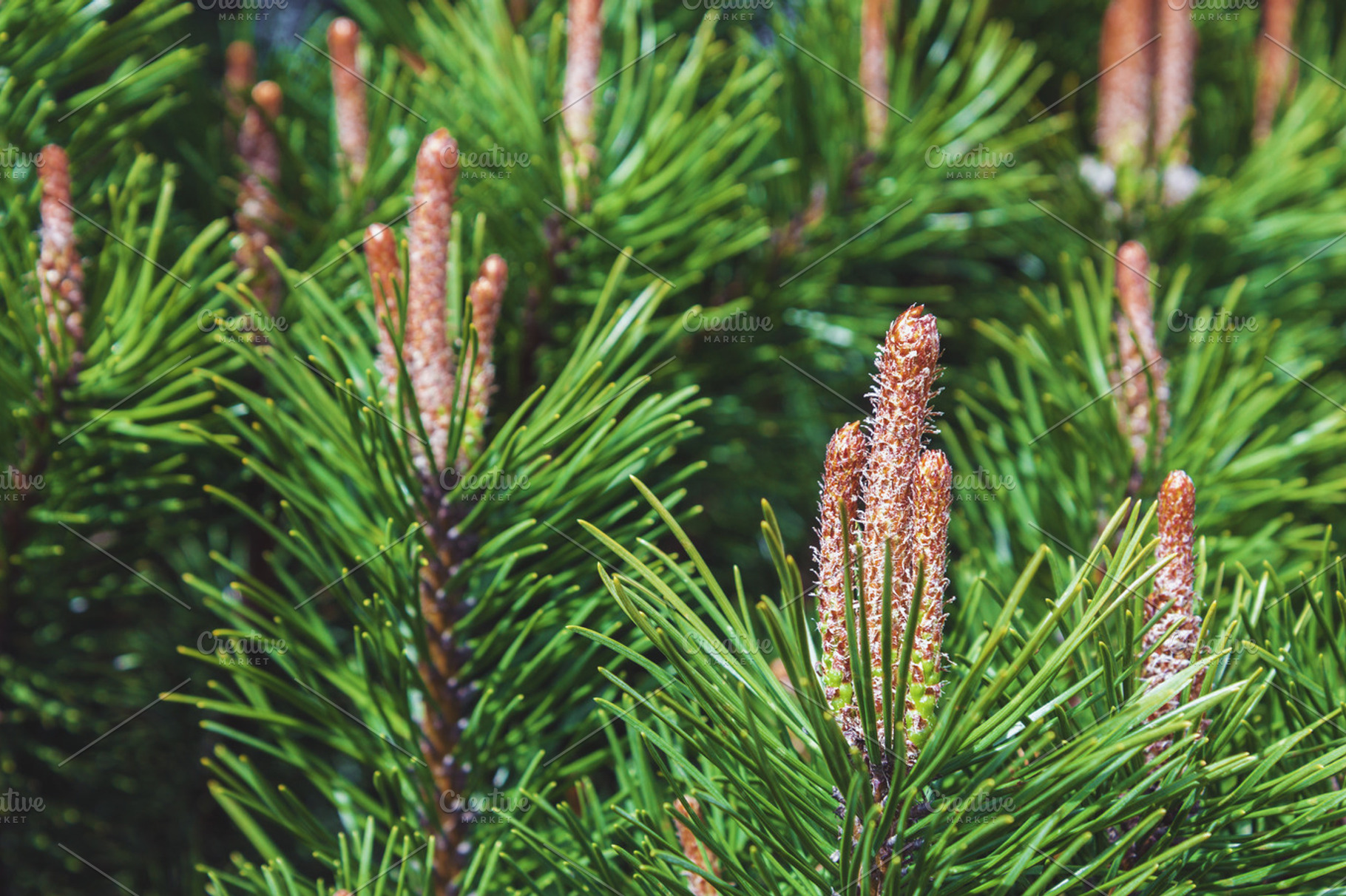 Green pine tree background, a Nature Photo by BOOCYS