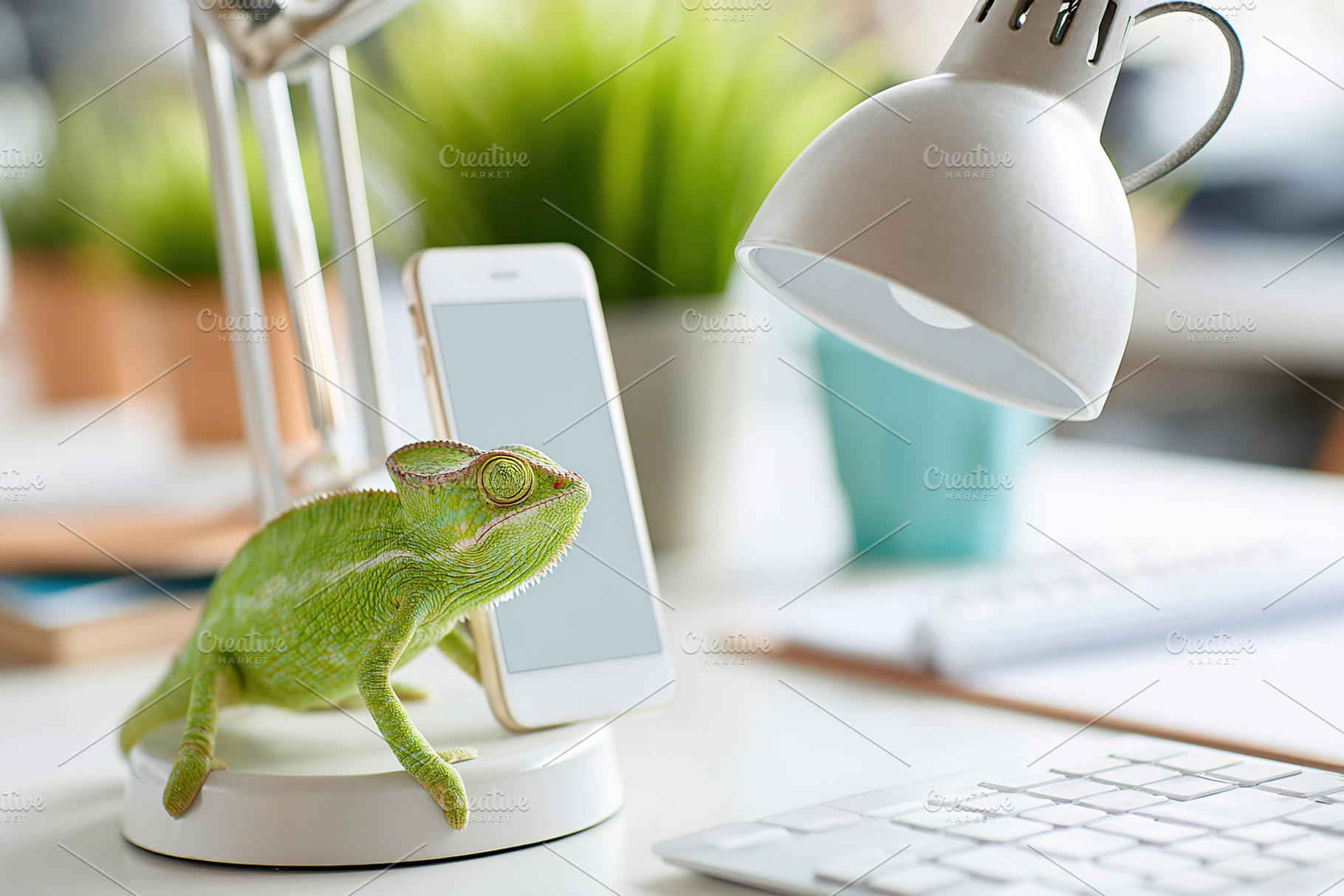 Chameleon sitting beside smartphone and lamp on a desk during a work session, a Photo by AlyaAnd