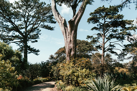 Garden path with tall pine trees, a Nature Photo by SkyNext