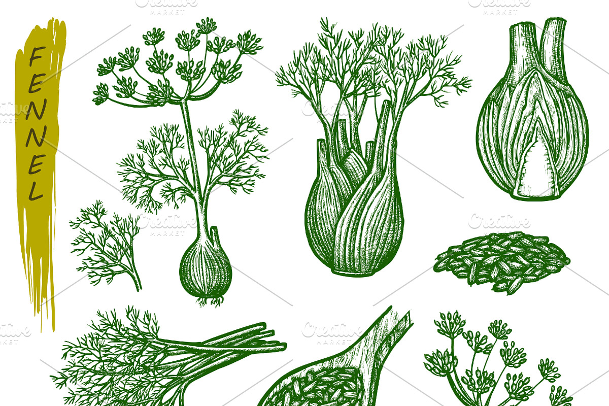 Fennel sketch, spice seasoning set, a Food Illustration by GenziWorkshop (Photo 3 of 3)