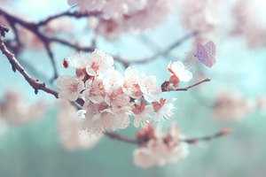 Spring flower natural landscape