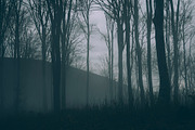 Halloween Forest pack 2018 Hi Res, a Nature Photo by Atmospheric visuals (Thumbnail 11 of 11)