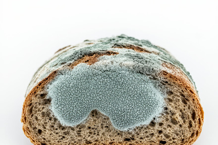 Mold growing on a piece of bread