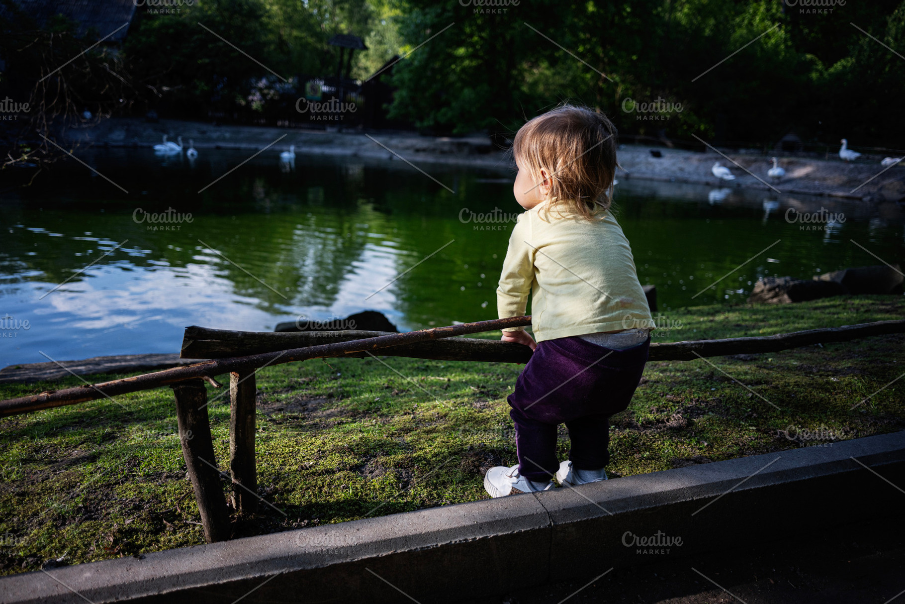Child observing pond wildlife in a lush green park setting, a Photo by AS photostudio