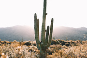 Sunrise cactus in the desert, a Nature Photo by remi + tori (Thumbnail 1 of 2)