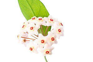 White flowers Hoya Carnosa, a Nature Photo by Vapi