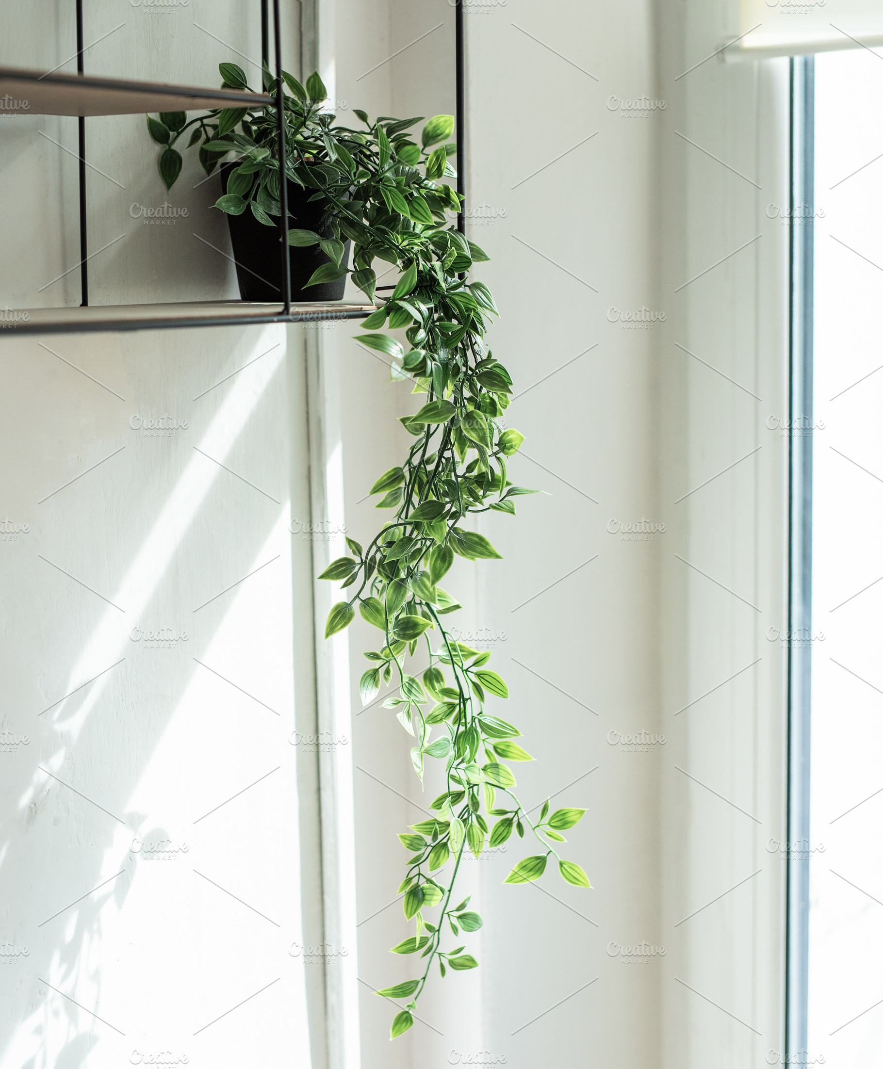 Indoor trailing plant on shelf receiving natural light, a Nature Photo by Olena Rudo