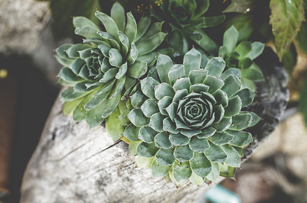 Green cactus on Dry tree trunk, a Nature Photo by Shootdiem