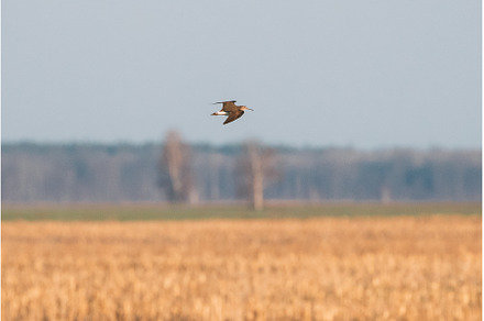 Belarus. Green Sandpiper - Tringa, an Animal Photo by Our Amazing World