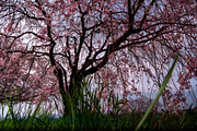 6 photos, Cherry Blossom gardens, a Nature Photo by Silent Nature (Thumbnail 6 of 6)