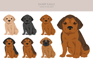 Sharp Eagle. Shar Pei - Beagle Mix