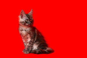 Fluffy Maine Coon kitten sitting red, an Animal Photo by Alexander-Piragis
