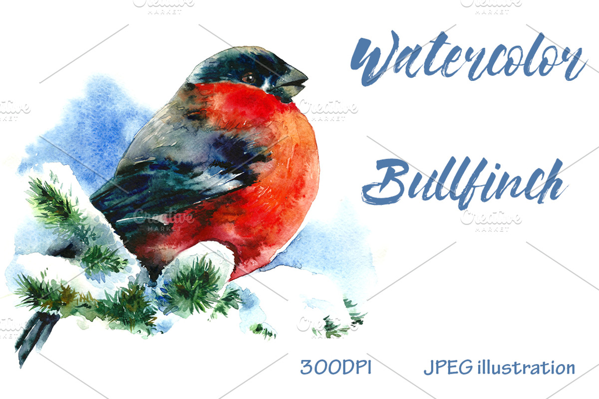 SALE! Watercolor Christmas Bullfinch, a Decorative Illustration by MaryAmi (Photo 1 of 3)
