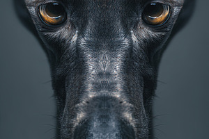 Close-up portrait of a sleek greyhound dog with striking eyes ag, an Animal Photo by Ales Munt