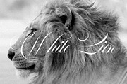 White Cold | Old And Elegant, a Script Font by Alcode (Thumbnail 11 of 14)