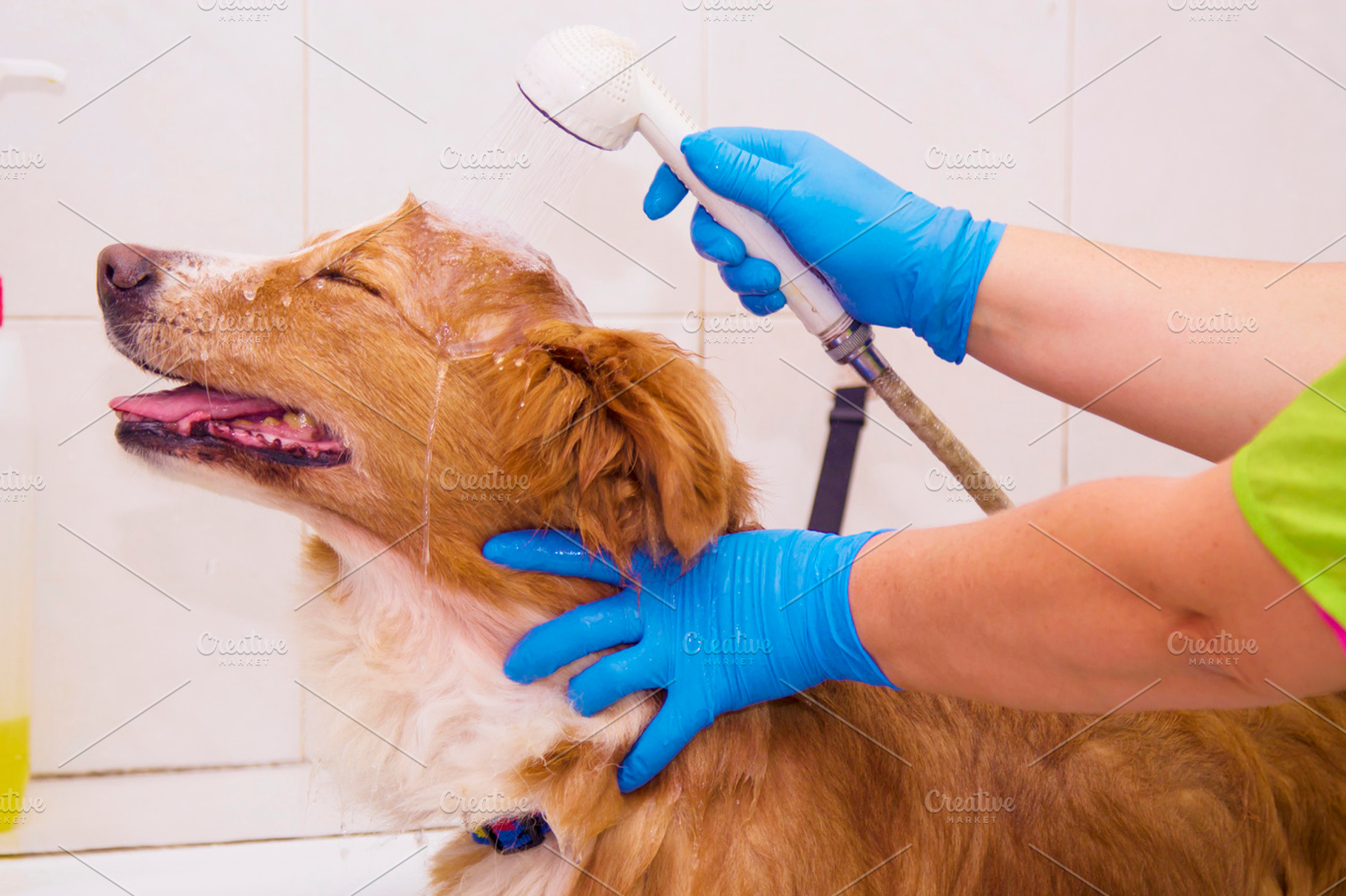 Bathing the dog in the barber shop featuring dog, barbershop, and pet, an Animal Photo by tetxu