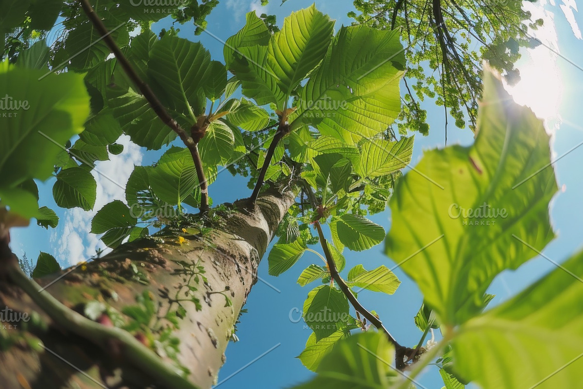 98 Trees view from below, a Nature Photo by Handmadefont (Photo 41 of 98)