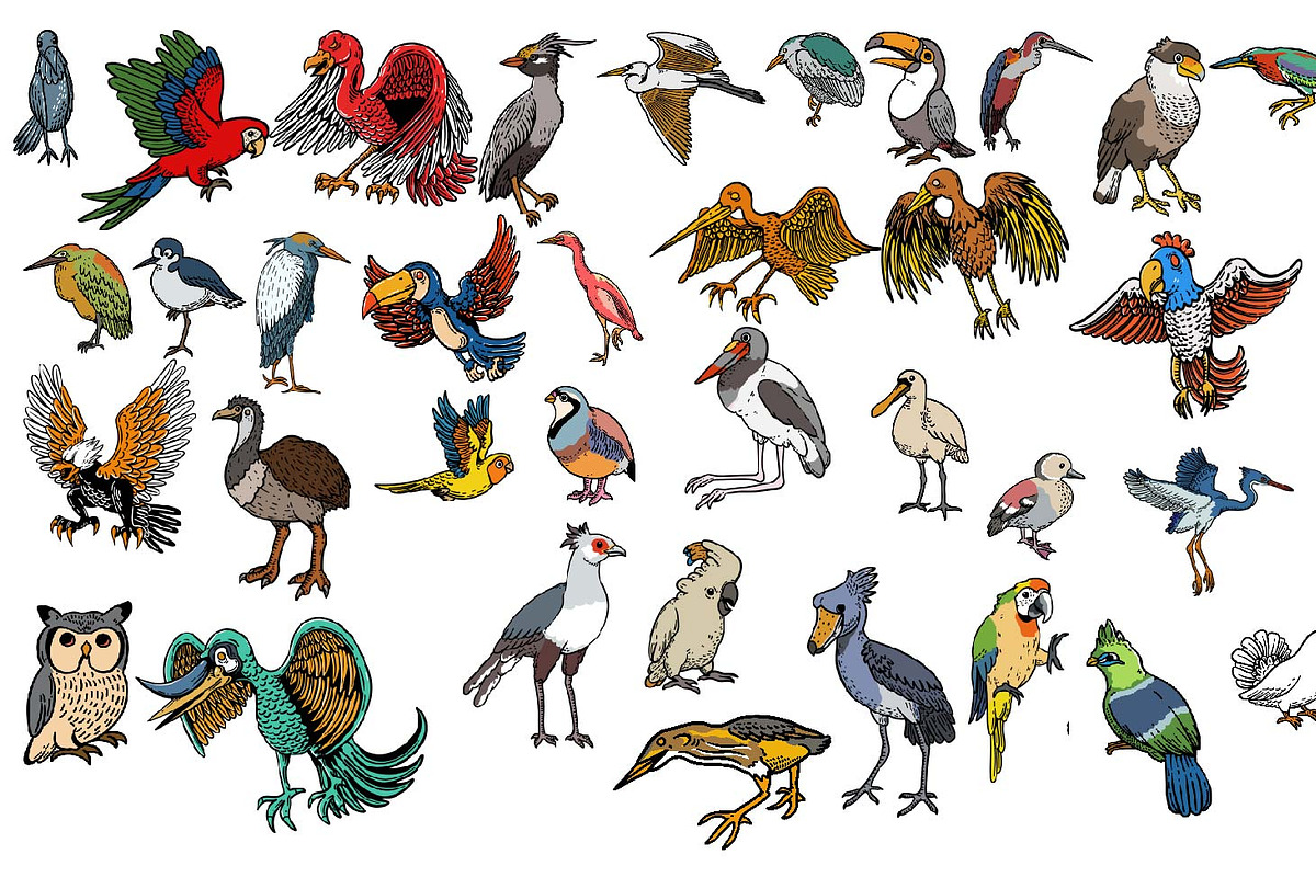 35 Bird Hand Drawing Illustration, an Illustration by Sani crunch (Photo 2 of 7)