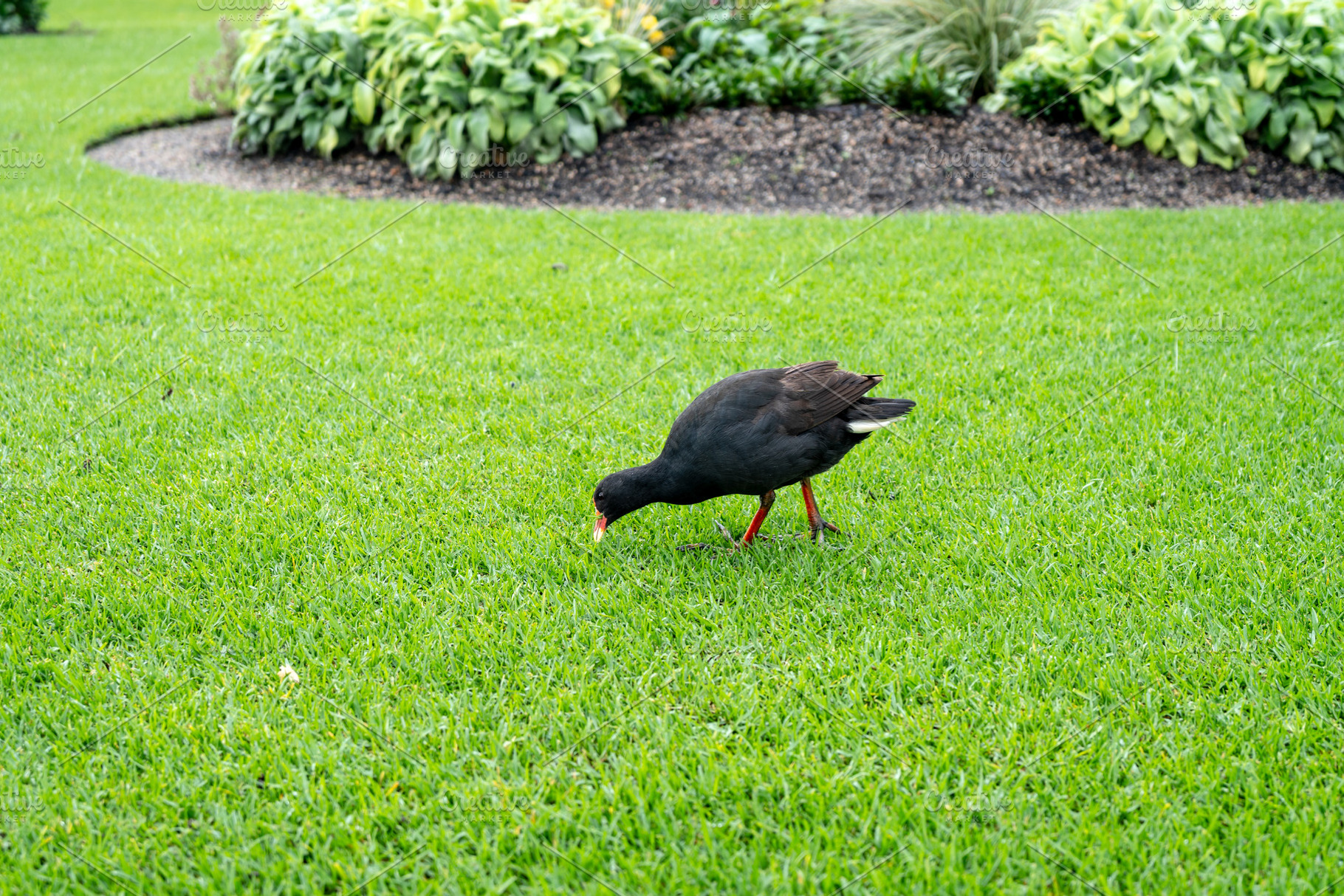 Australian black moorhen at the Royal Botanic Garden in Sydney,, an Animal Photo by GoodGoods