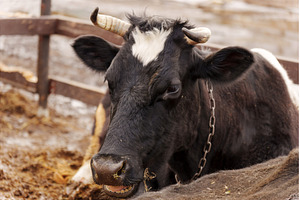 Cow resting in a farmyard, an Animal Photo by darksoul72