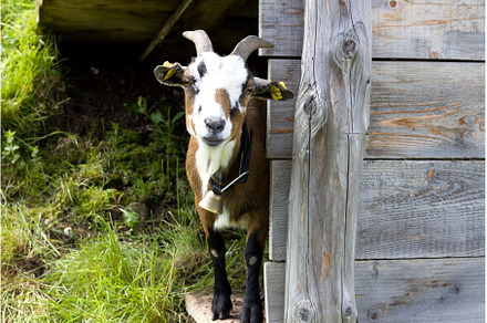 Goat peeking around a wooden cabin