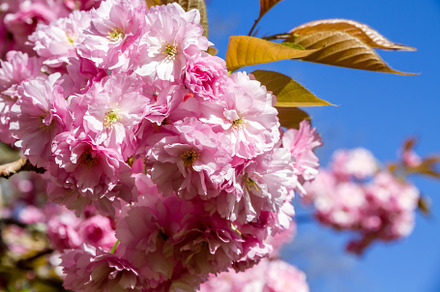 Japanese cherry blossom in spring. Closeup view, a Background Photo by GoodGoods