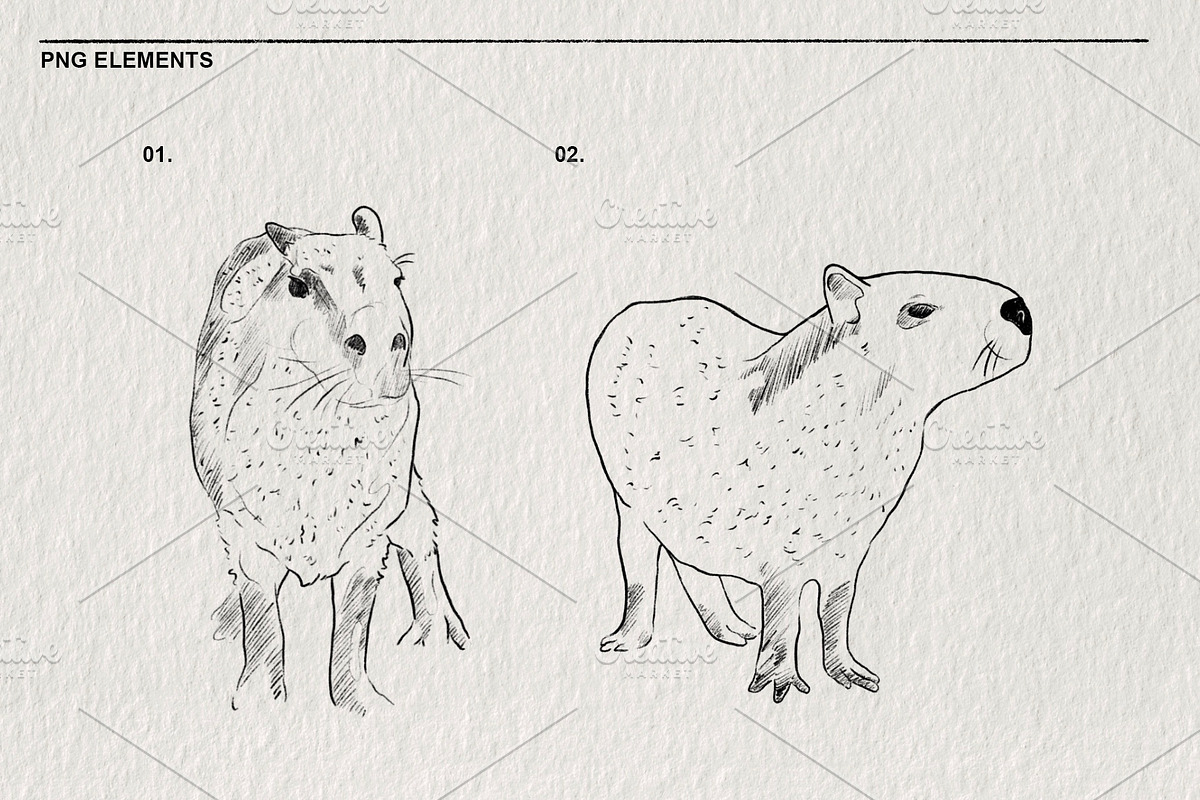 Sketches of capybara animals in PNG, an Animal Illustration by LOKSKIH (Photo 3 of 4)
