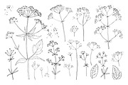 Wildflowers and herbs line sketch, a Decorative Illustration by irina.vaneeva (Thumbnail 5 of 10)