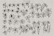 Lilies Stamps Procreate Bundle, a Brush Add-On by Dervik Art Store (Thumbnail 3 of 6)