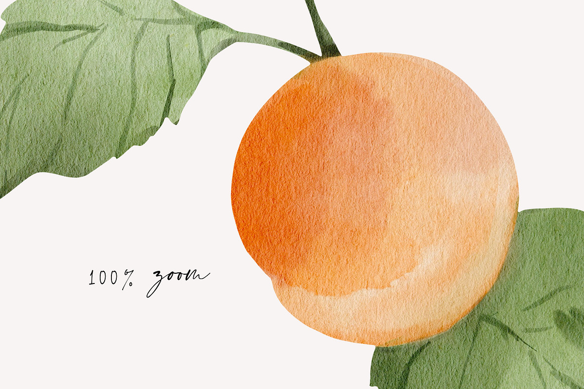Apricots & Flowers watercolor summer, a Seasonal Illustration by Yuliia Lashevska (Photo 7 of 11)