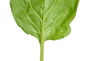 Fresh green spinach lleaf on isolated background, a Food & Drink Photo by ndanko