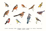 Garden Birds, an Illustration by olga.korneeva (Thumbnail 2 of 5)