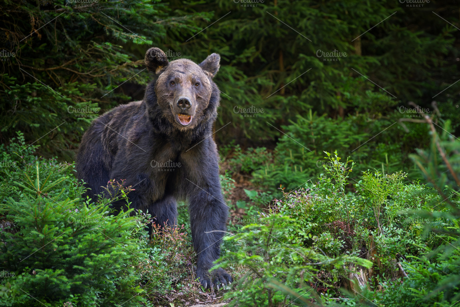 Brown bear, an Animal Photo by Byrdyak