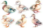 Watercolor Duck clipart, an Illustration by Designworld (Thumbnail 3 of 6)
