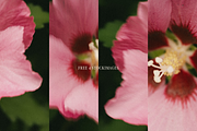 Macbook laptop Mockup Pink Flowers, a Mac Mockup by Cosmic Energy Studio (Thumbnail 3 of 3)